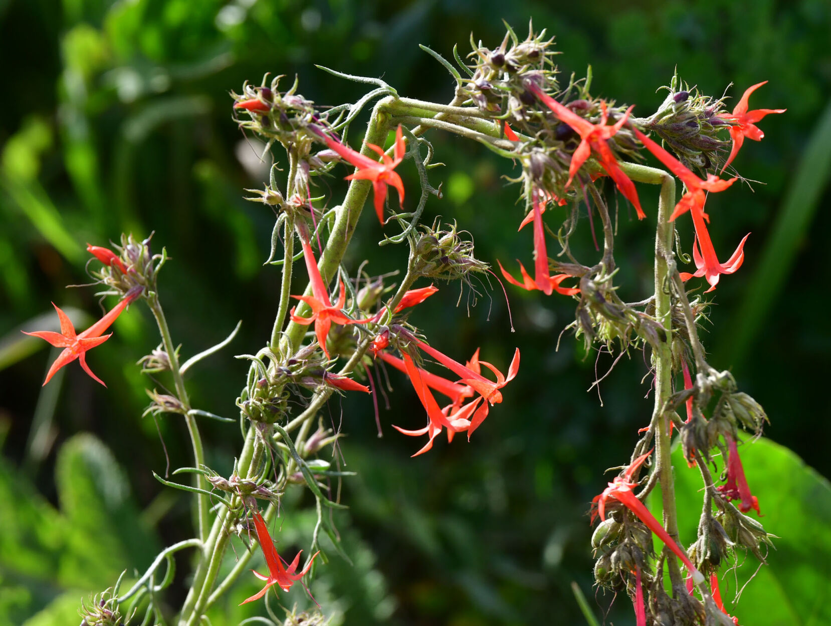 072420-news-wildflowers 15.JPG